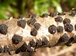 Image result for Hypoxylon multiforme