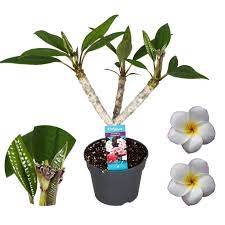 The cylinders bores were attached to the outer case at the 12, 3, 6 and 9 o'clock positions) for greater rigidity around the head gasket. Plumeria Ist Eine Wunderbar Duftende Zimmerpflanze Florastore