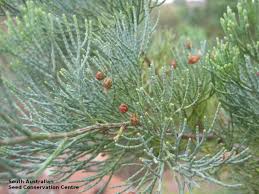 Image result for Callitris