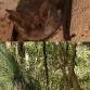 Super Saturday Session: Microbats and Landcare in Cooranbong