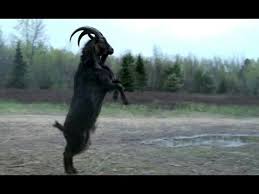 Shub Niggurath The Black Goat Of The Woods With A Thousand Young Shub Niggurath The Black Goat Of The Wood With A Thousand Young Aka Gaotu The Witch Movie Horror Trailer Horror Movies