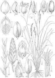 Image result for Daknopholis