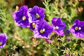 Image result for Nierembergia hippomanica