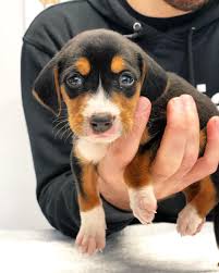 Black And Tan Pugalier Animal Street On Instagram She Greek Harehound 2 M O This Adorable Handful Of A Pup Is Wishing Everyone A Happy And Healthy New Year In 2020 Animals Pup Puppies