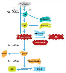 Camel milk has some interesting healing properties that may be of use in helping to heal hashimoto's and other autoimmune conditions. Immunoexcitotoxicity As The Central Mechanism Of Etiopathology And Treatment Of Autism Spectrum Disorders A Possible Role Of Fluoride And Aluminum Abstract Europe Pmc