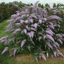 Grand Cascade Butterfly Bush Scent Garden Flowering Bushes Bushes And Shrubs