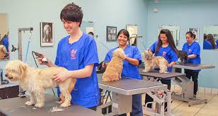 We did not find results for: Private Dog Groomers Near Me Www Macj Com Br