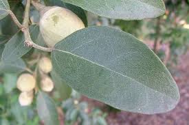 Image result for Lagunaria patersonia