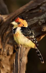 Black And White Spotted Bird With Red Neck Pin On Birds More Piciforms Barbets Honeyguides Puffbirds Piculets Nunbirds Wrynecks Jacamars