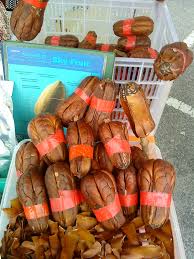Buah tunjuk langit mempunyai khasiat yang tersendiri. File Buah Tunjuk Langir Jpg Wikimedia Commons