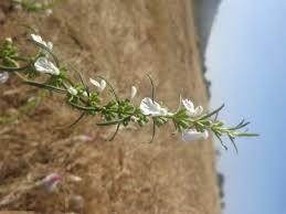 Image result for Leucas neuflizeana