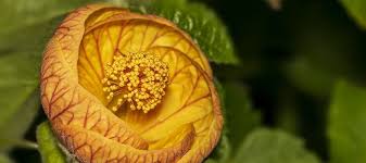 Image result for Abutilon rehmannii