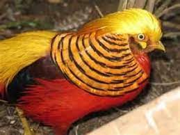 Pheasant Pair - Chinese Red Golden Via Craigslist Golden Pheasant Pheasant Pet Birds