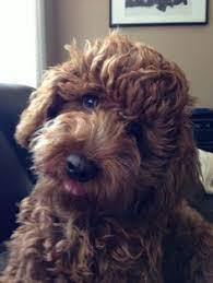 Bred as therapy dogs, australian labradoodles emerged in the '90s, a careful cross between spaniels, labrador retrievers and poodles. Cathy Saunders Cathysaunders71 Profile Pinterest