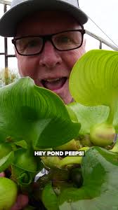 Backyard Koi Pond Shade Cover