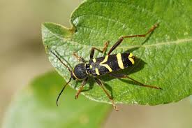 Le Clyte Belier Quel Est Cet Animal