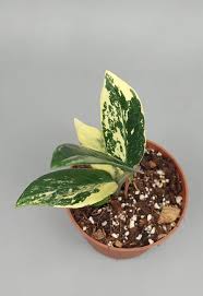 Image result for Zamiokulkas Zamioculcas