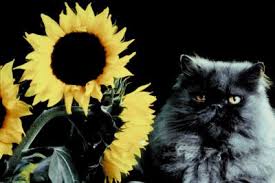 If you suspect your cat has eaten a poisonous plant, contact your vet immediately. Are Sunflowers Poisonous To Cats