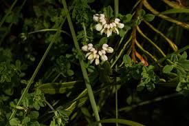 Image result for Lotus wildii