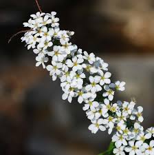 Image result for Spiraea prunifolia