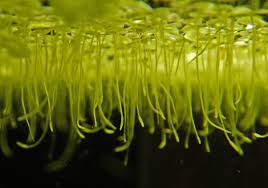 Image result for Lemna minor