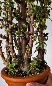 Image result for Dorstenia schliebenii