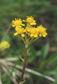 Image result for Senecio milanjianus