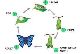 Mar 17, 2020 · silk is produced by several insects; Silk Class 7 Fibre To Fabric Science