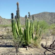 Found some uncommon ones i've been searching for. Senita And Totem Pole Cacti Arizona Daily Independent