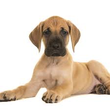 We have a ton of information about how to find a puppy. Great Dane Puppies For Sale