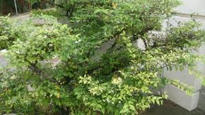 Image result for Wrightia