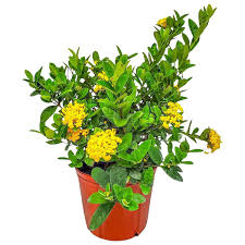 Image result for Ixora coccinea