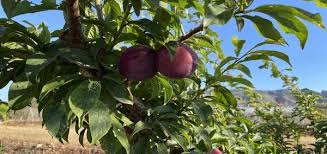 Dec 17, 2020 · in fact, stone fruit trees (peaches, plums, nectarines, and apricots) don't thin themselves enough and need additional help from us. Varietal Adaptation And Production Orientation Of Stone Fruit Trees In The Face Of Climate Change