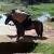 Horse Abuse