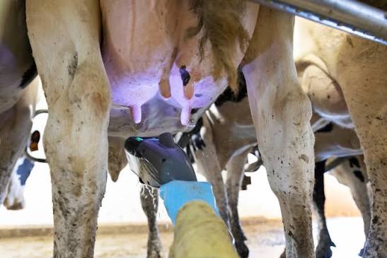 With the summer season coming, cows are going back to fields and your herd  needs a perfect udder hygiene before milking. BlueMax B Clean offers  optimal cleaning and improves the condition of