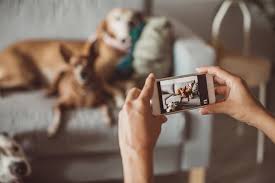 Our content is free because we may earn a commission when you you can also submit a claim online, via my pet insurance mobile app, or by email, mail, and fax with the completed form and relevant invoice from. How To Photograph Pets Tips And Tricks Aspca Pet Health Insurance
