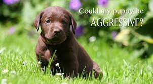 Aggressive Puppy How To Recognize And Treat Puppy Aggression