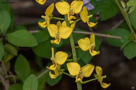 Image result for Eulophia calantha