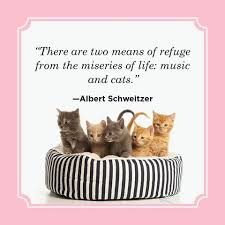 Catapult, catalogue, catalyst, cataclysmic, cataracts, catastrophic, categorical, categories, categorical, categorisation, caterpillar. 25 Best Cat Quotes Funny Cat Quotes