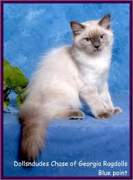 Choose from over a million free vectors, clipart graphics, vector art images, design templates, and illustrations created by artists worldwide! Ragdoll International Patterns And Colors