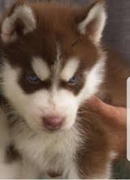 Find siberian husky puppies and dogs for adoption today! Siberian Husky Puppy For Sale Adoption Rescue For Sale In West Haven Connecticut Classified Americanlisted Com