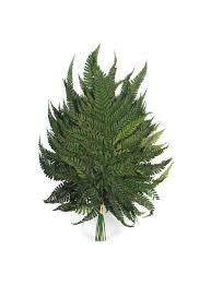 Image result for Rumohra