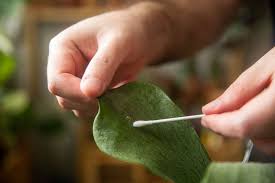 Scale insects (hemiptera spp.) are small, about 1/8 inch long, oval and flat.1 x trustworthy source missouri botanical garden oldest botanical garden in the u.s. How To Get Rid Of Scale On Your Plants