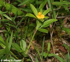 Image result for Stylosanthes