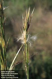 Image result for Andropogon lima