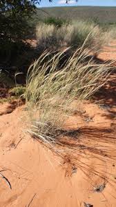 Image result for Aristida stipitata