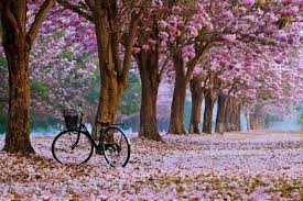 Download free widescreen desktop backgrounds in high quality resolution 1080p. Fruhling Wallpaper Am Beliebtesten Beste Hd Wallpaper Kostenloser Download Fur Desktop Und Iphone Android Gerate Seite 1