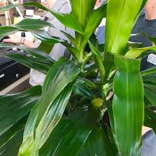 American plant is located in bethesda city of maryland state. American Plant Garden Center In Bethesda