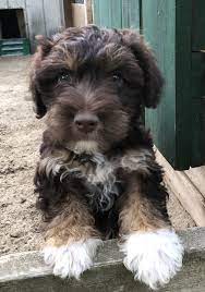 Dogs and puppies for sale in ontario, bc and alberta and the rest of canada. Puppies For Sale A R Country Kennel Poodle Mix Dog Breeder