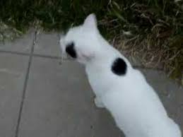 It acts like a cat for the. Bunico Watchame The Hopping Rabbit Cat Youtube